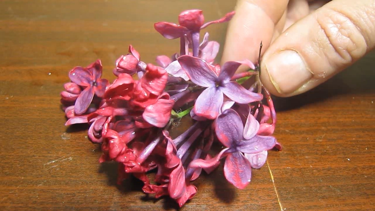 Treatment of purple lilac flowers with hydrochloric acid