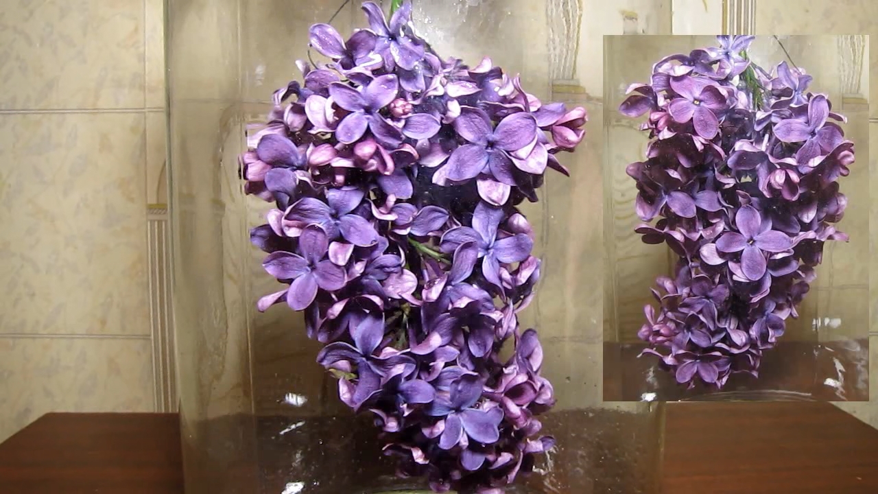 Treatment of purple lilac flowers with ammonia