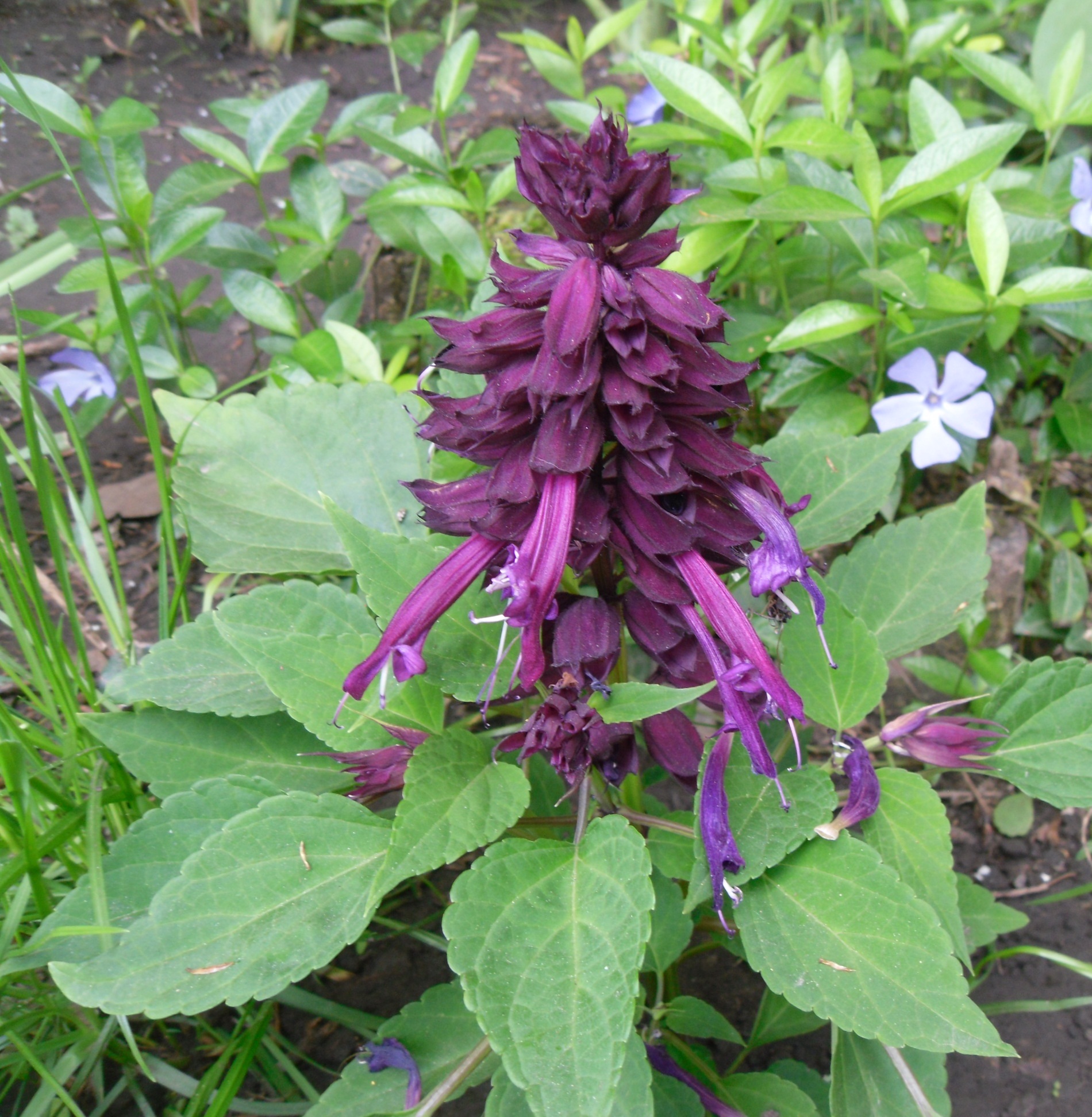 Salvia Splendens (purple)