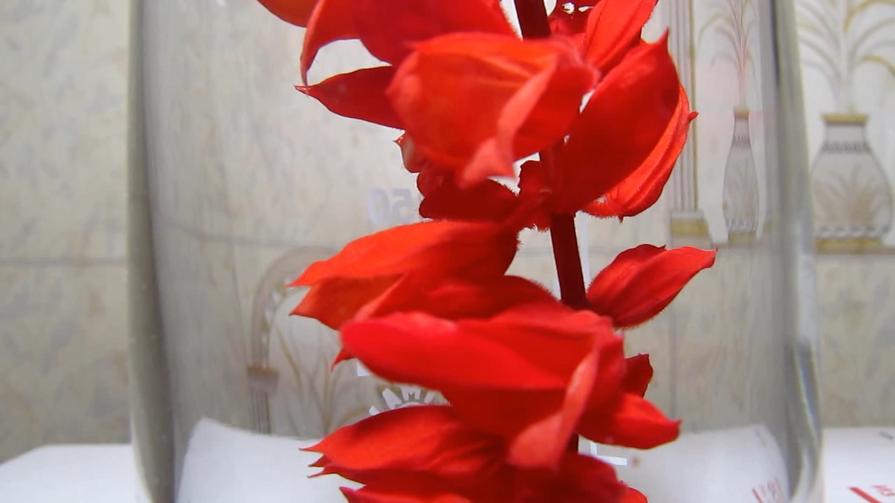 Salvia Splendens (''Red Salvia'') flowers, ammonia and hydrochloric acid