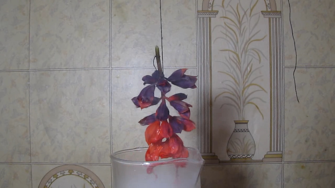 Salvia Splendens (''Red Salvia'') flowers, ammonia and hydrochloric acid