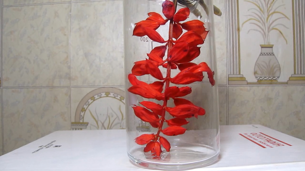 Salvia Splendens (''Red Salvia'') flowers, ammonia and hydrochloric acid