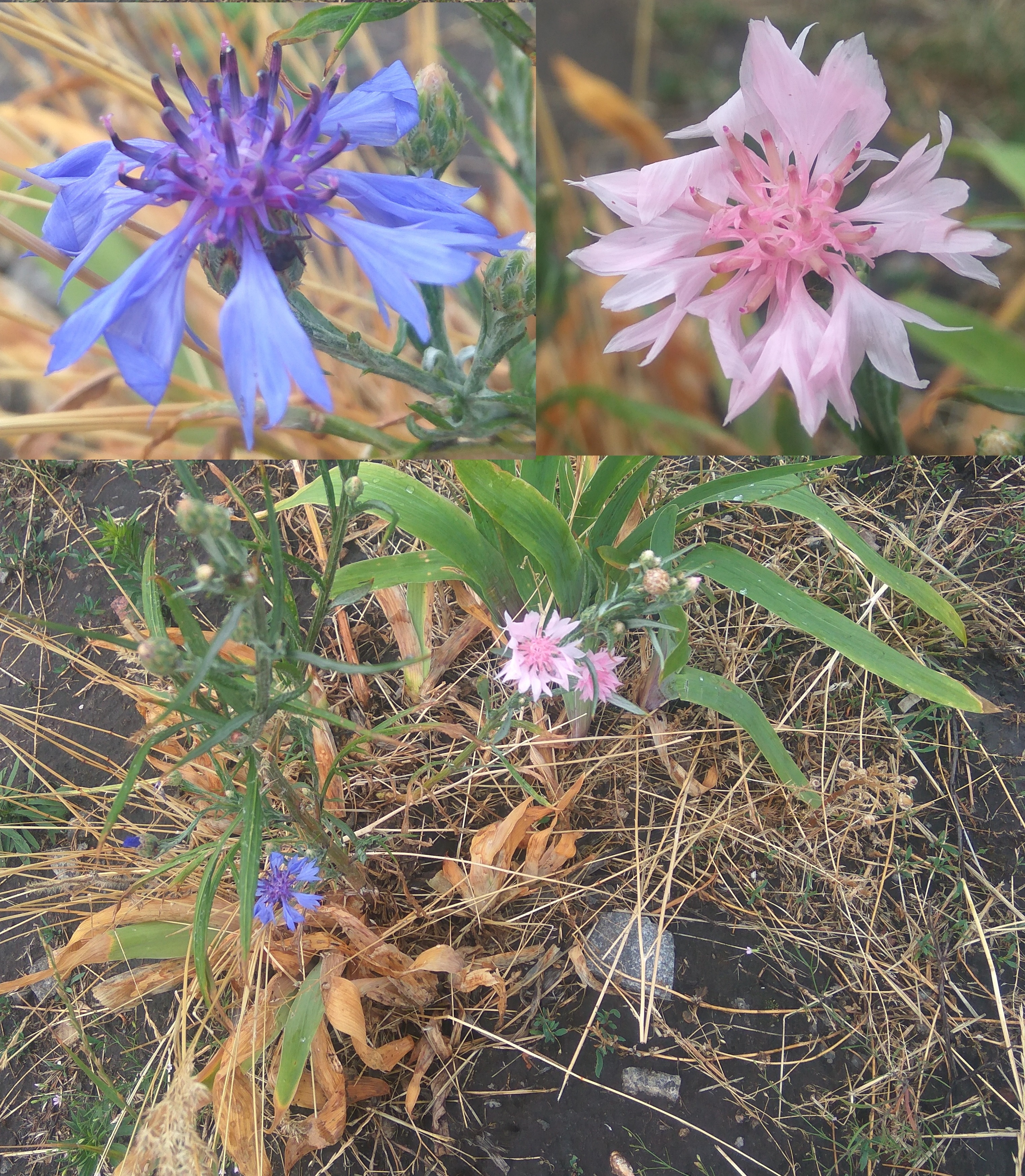 Pink and blue flowers of Cornflower