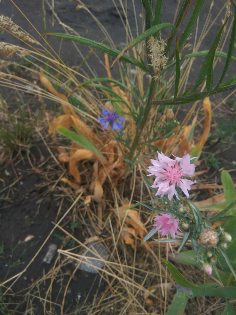 Pink and blue flowers of Cornflower