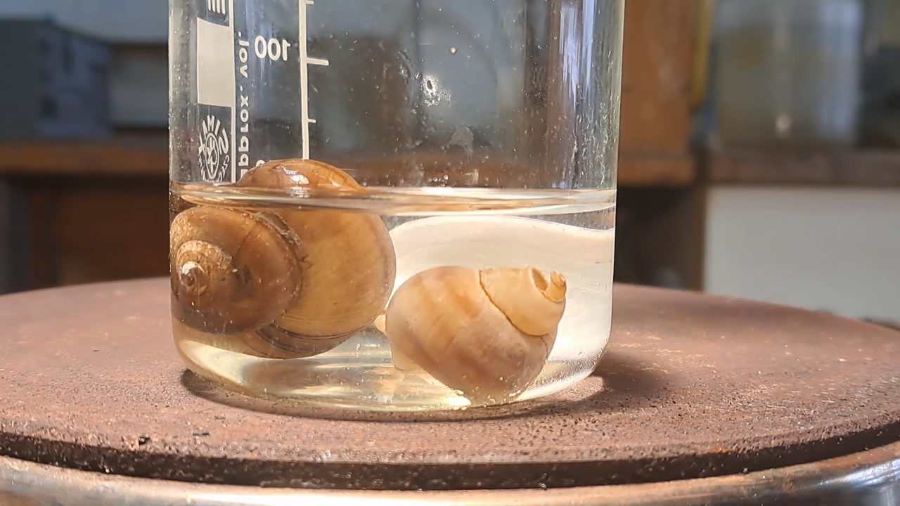 Disodium Salt of EDTA and Mollusk Shells