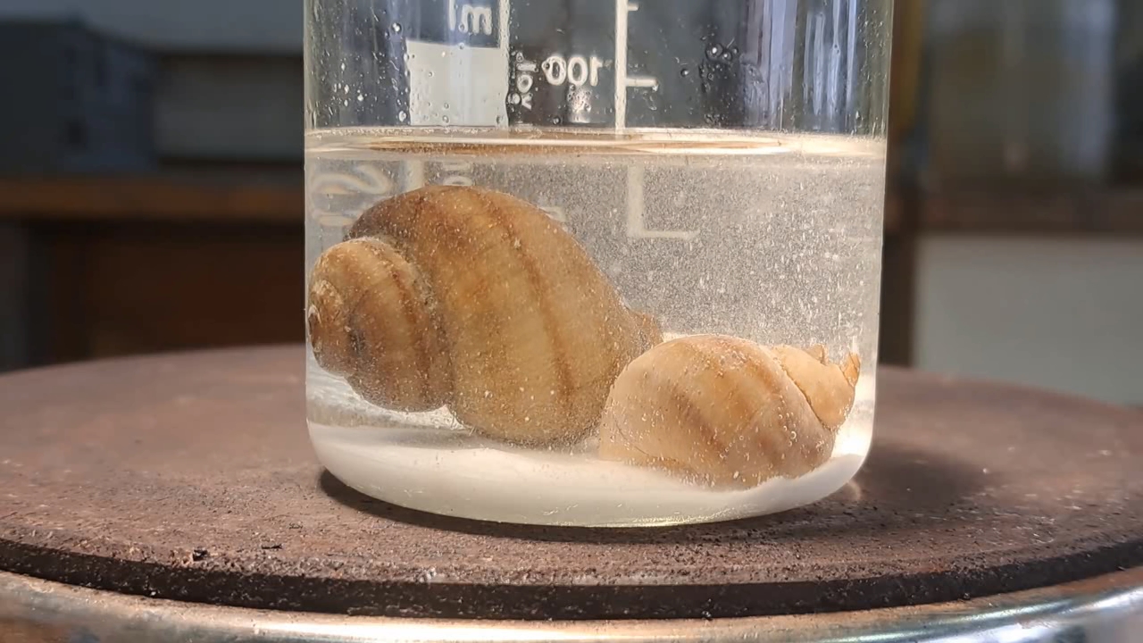 Disodium Salt of EDTA and Mollusk Shells