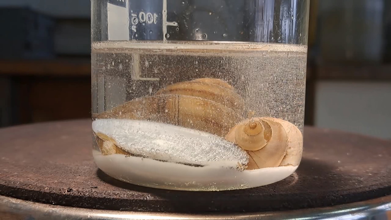 Disodium Salt of EDTA and Mollusk Shells