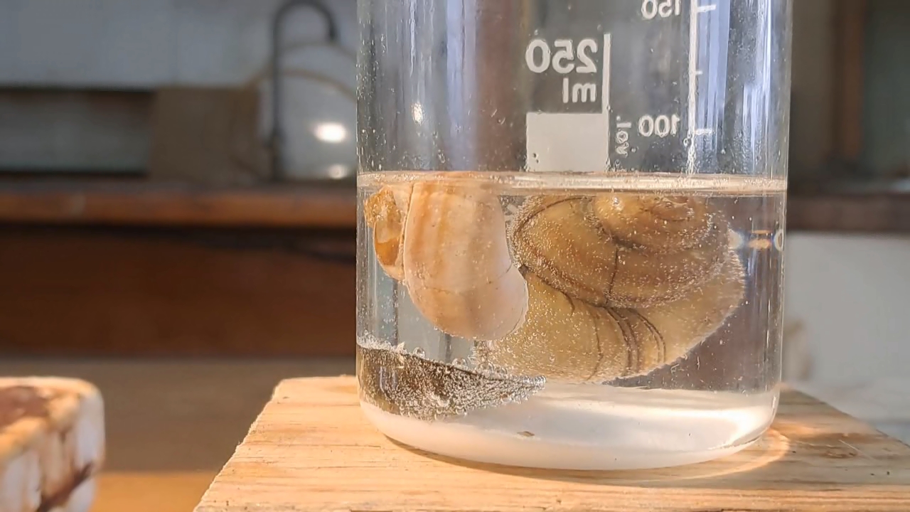 Disodium Salt of EDTA and Mollusk Shells
