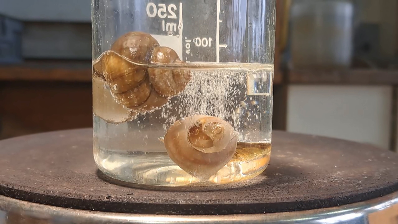 Disodium Salt of EDTA and Mollusk Shells