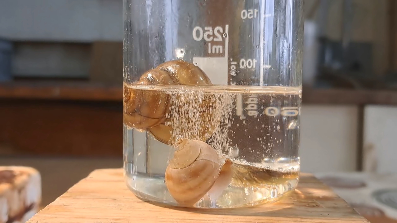 Disodium Salt of EDTA and Mollusk Shells