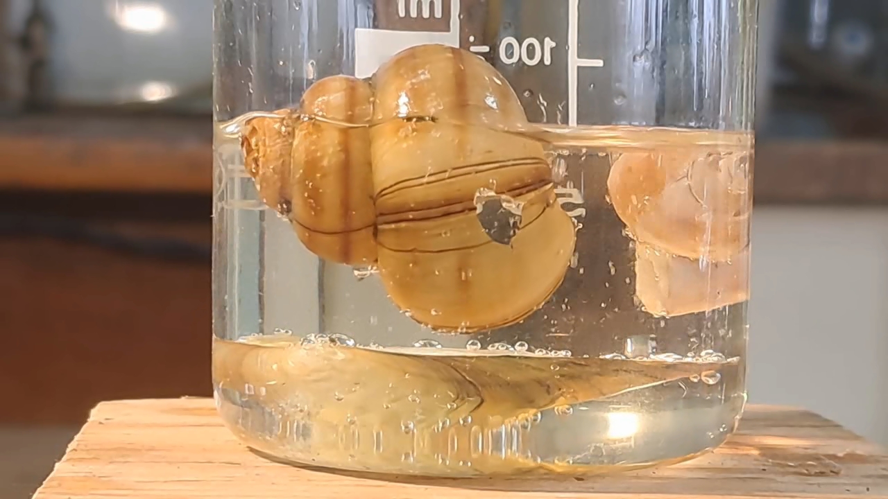 Disodium Salt of EDTA and Mollusk Shells