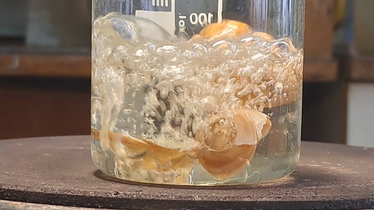Disodium Salt of EDTA and Mollusk Shells