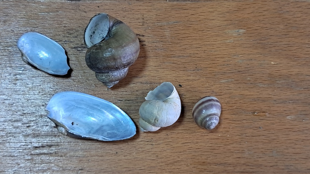 Trilon B, Ammonia, and Mollusk Shells