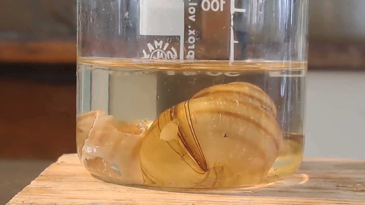 Disodium Salt of EDTA and Mollusk Shells