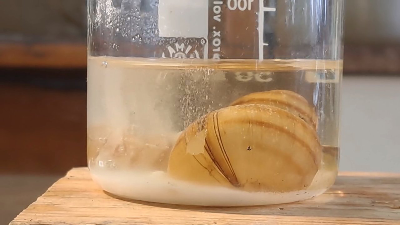 Disodium Salt of EDTA and Mollusk Shells