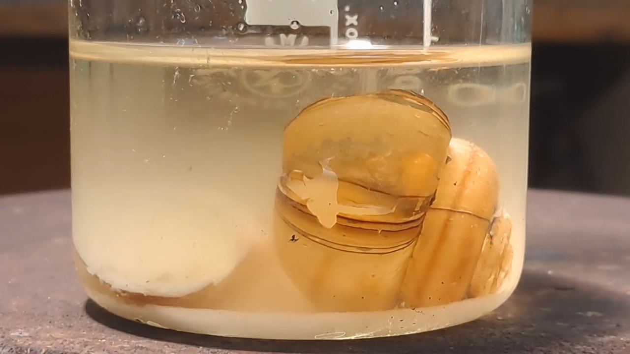 Disodium Salt of EDTA and Mollusk Shells