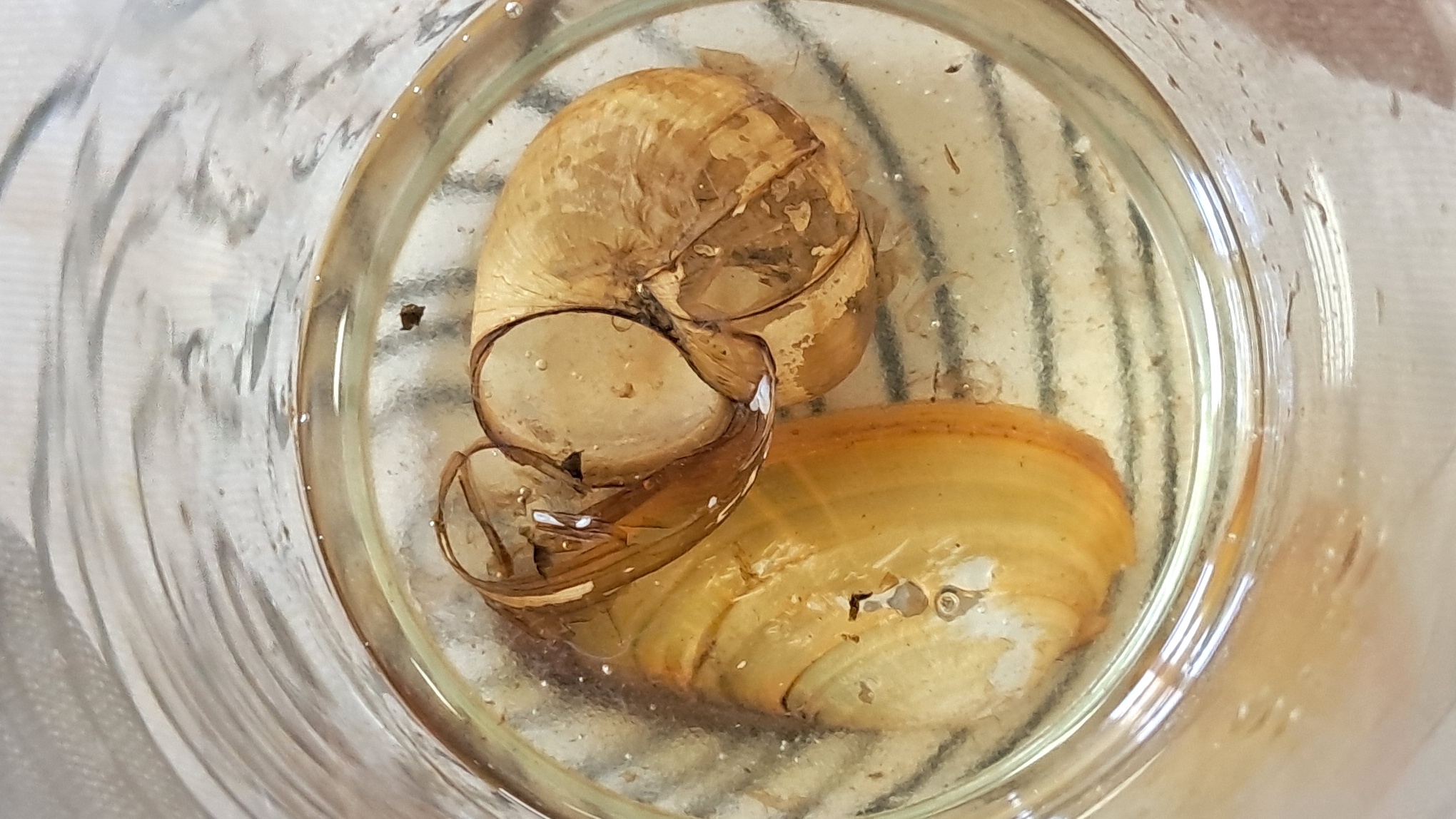 Disodium Salt of EDTA and Mollusk Shells