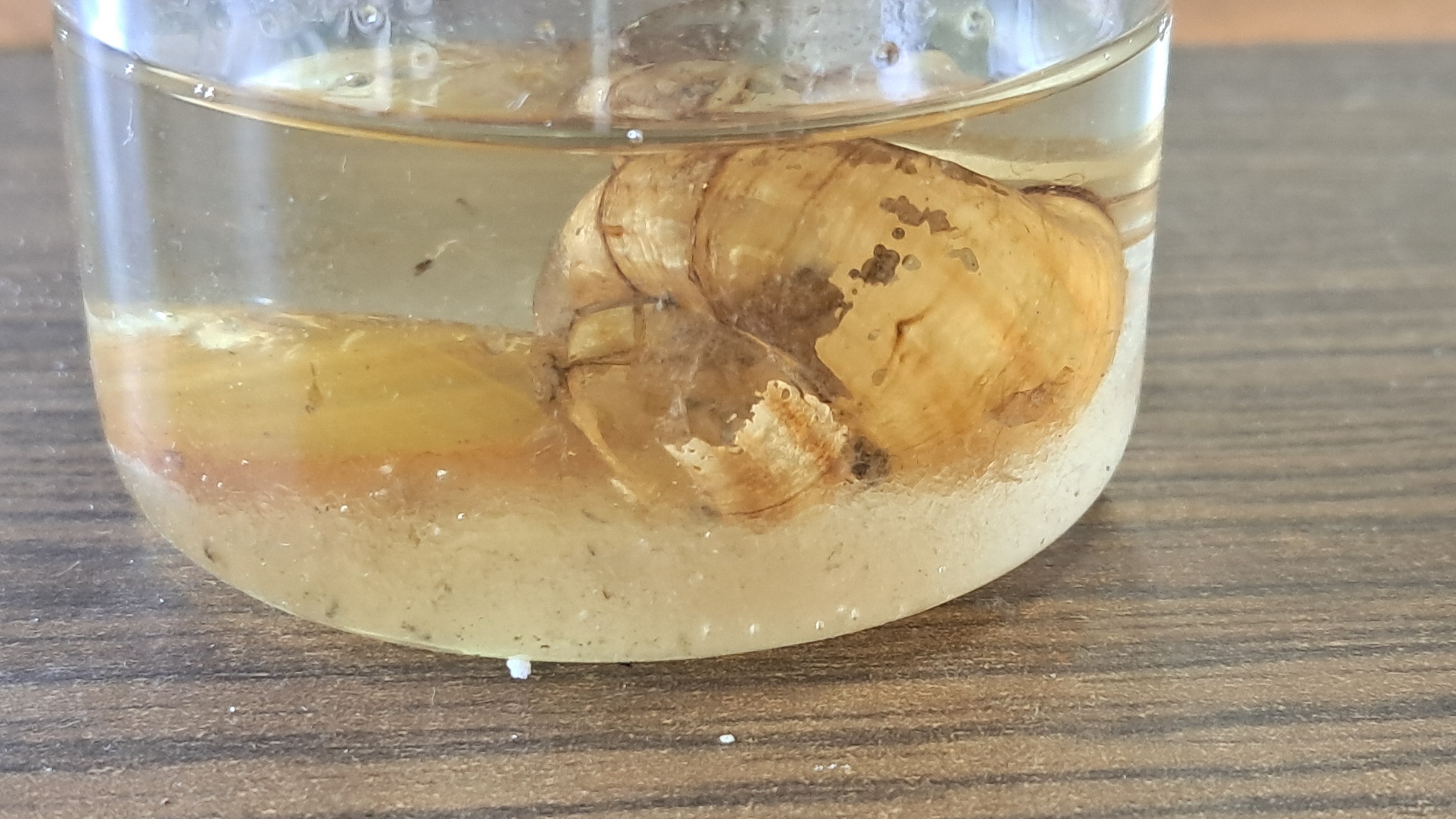 Disodium Salt of EDTA and Mollusk Shells