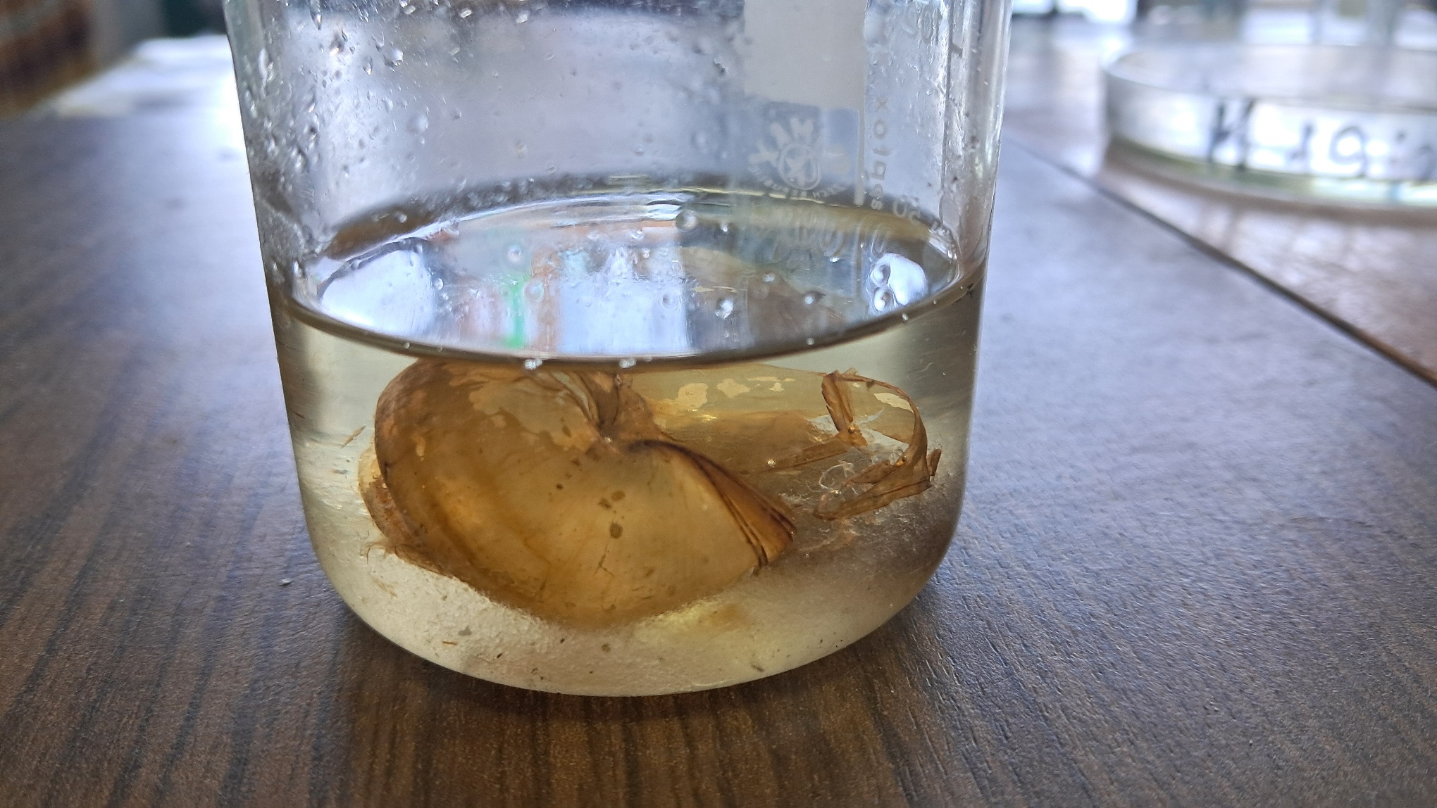 Disodium Salt of EDTA and Mollusk Shells