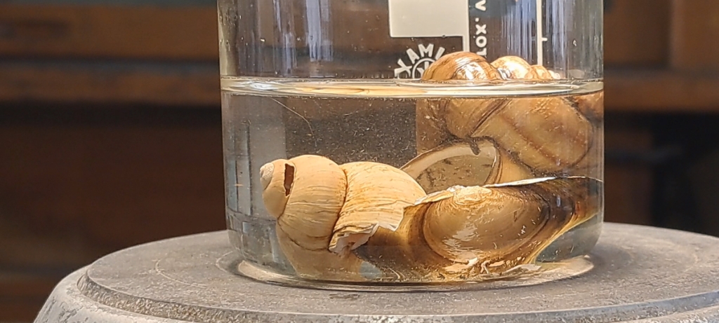 Trilon B, Ammonia, and Mollusk Shells