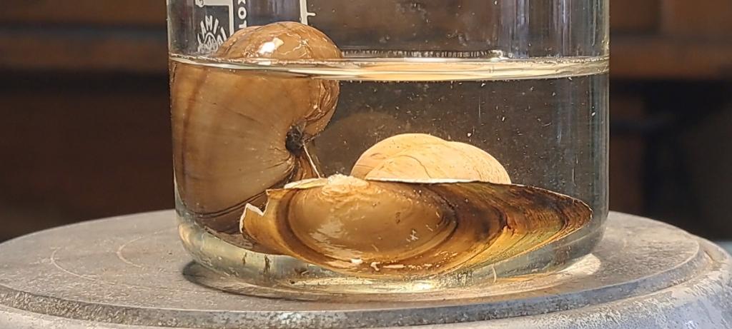 Trilon B, Ammonia, and Mollusk Shells