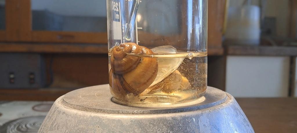 Trilon B, Ammonia, and Mollusk Shells