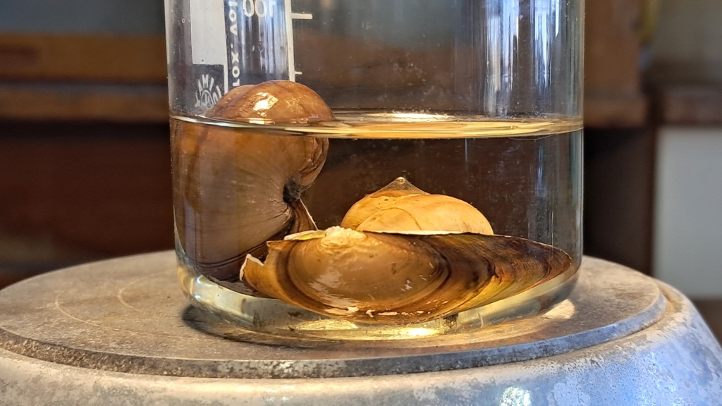 Trilon B, Ammonia, and Mollusk Shells