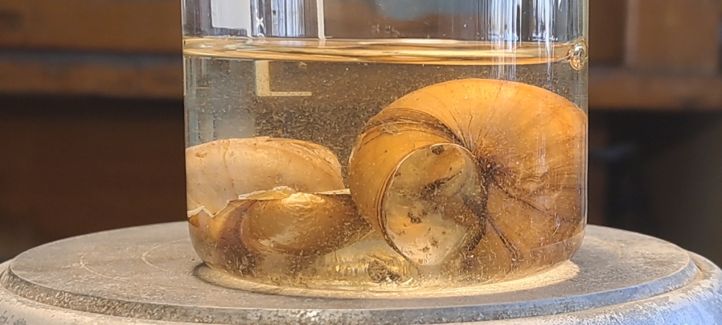 Trilon B, Ammonia, and Mollusk Shells