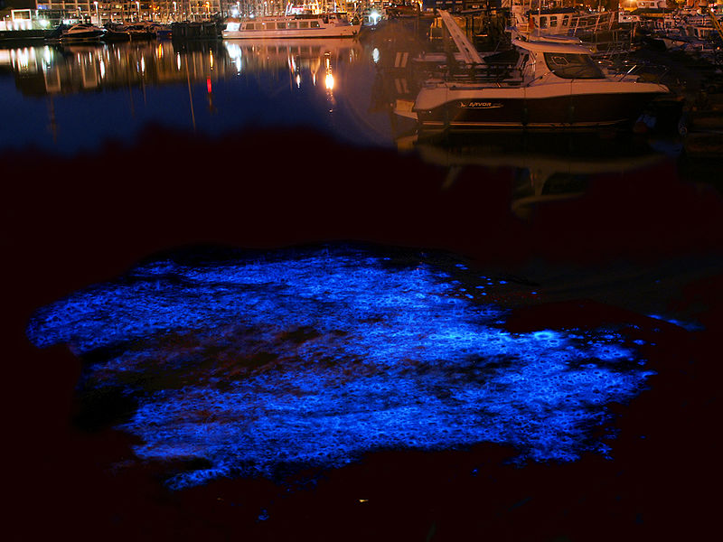  (Noctiluca scintillans varias) -  ,    