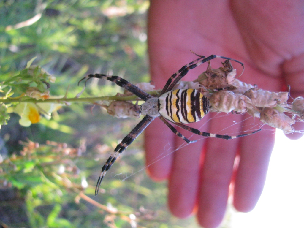  ,  - (. Argiope bruennichi)