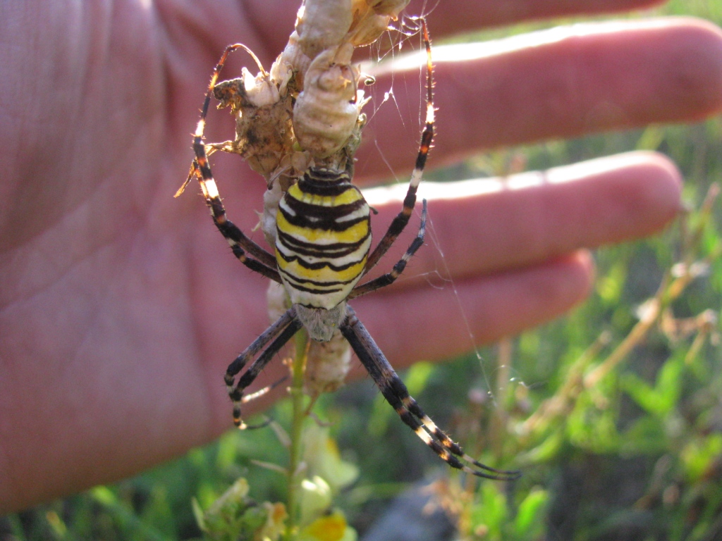  ,  - (. Argiope bruennichi)