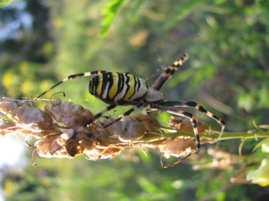  ,  - (. Argiope bruennichi)