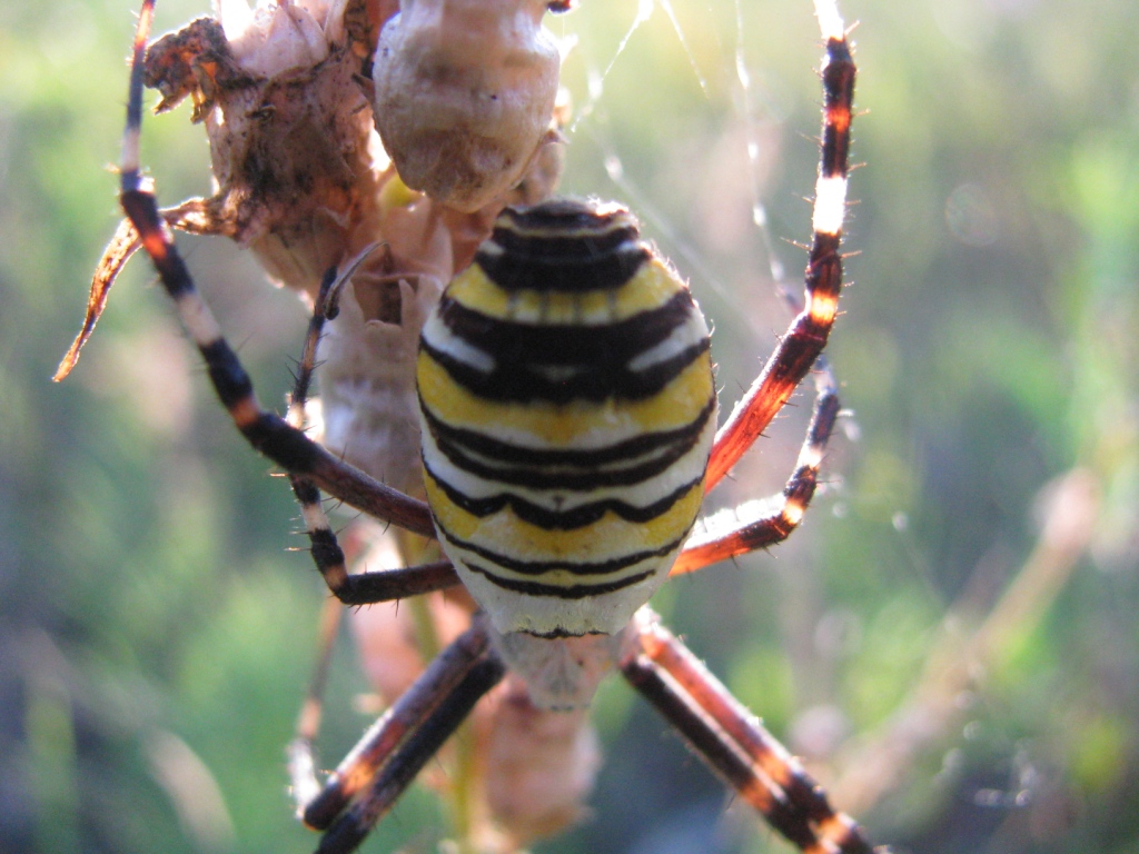  ,  - (. Argiope bruennichi)