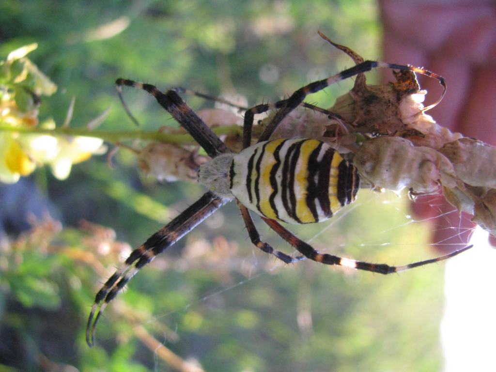  ,  - (. Argiope bruennichi)