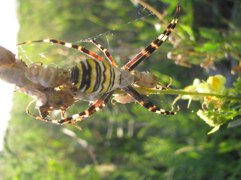  ,  - (. Argiope bruennichi)