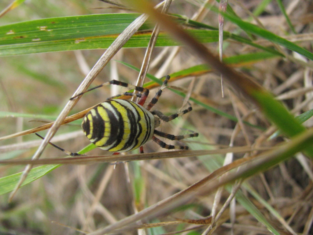   (. Argiope bruennichi,   - -)