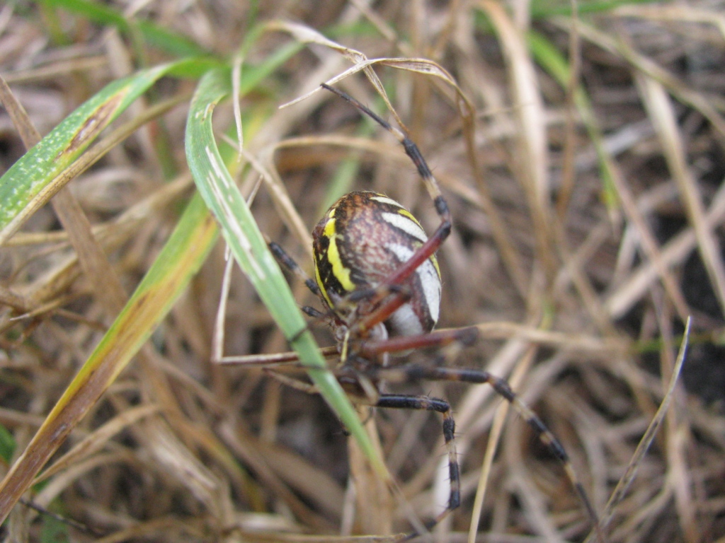   (. Argiope bruennichi,   - -)