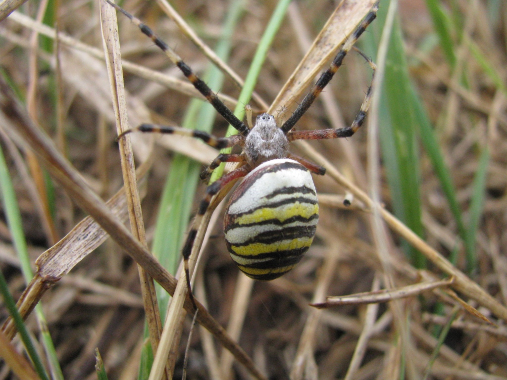   (. Argiope bruennichi,   - -)