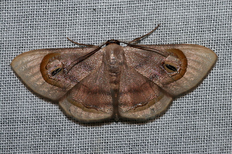 Geometridae Sterrhinae