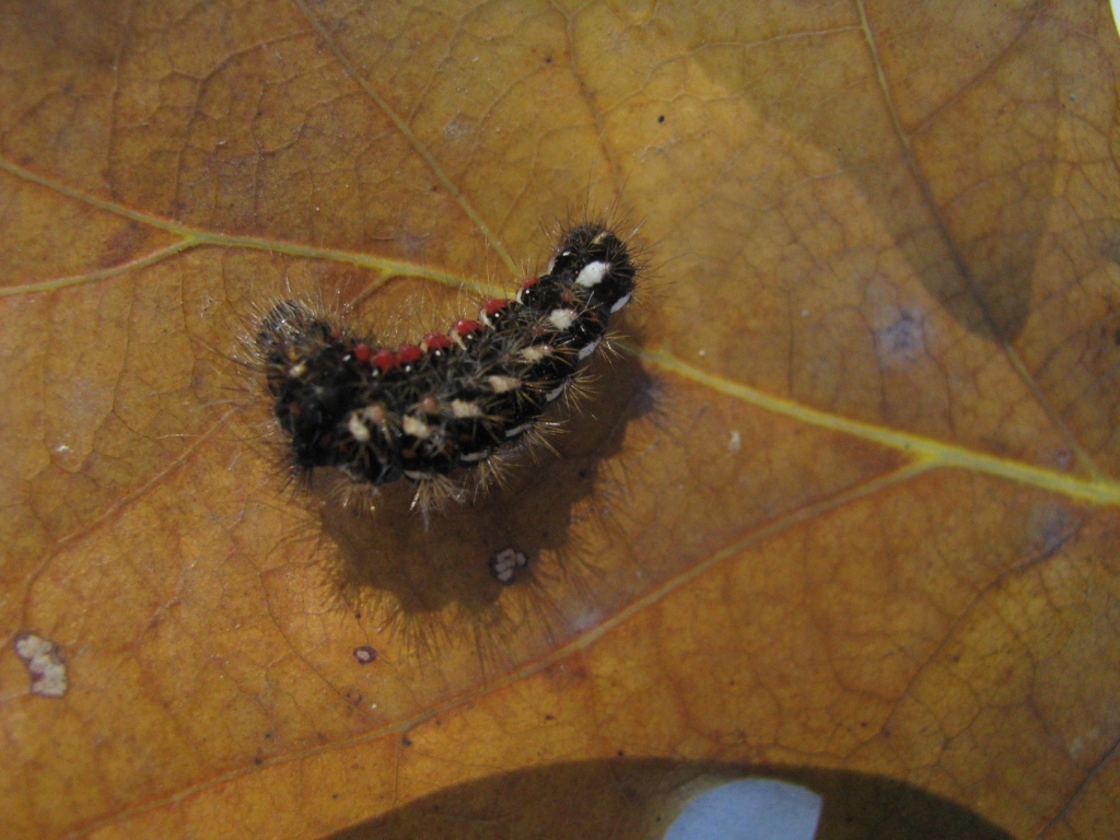   (Acronicta rumicis)