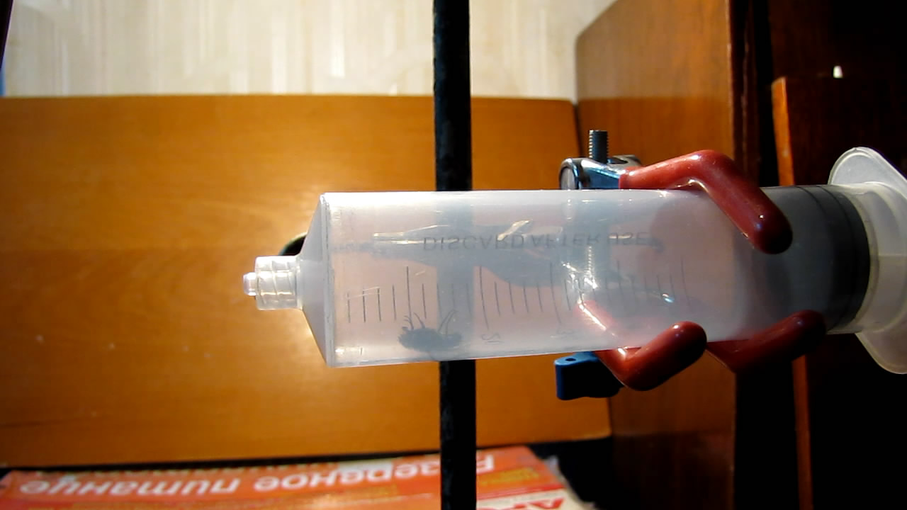   . Fly (insect) in vacuum