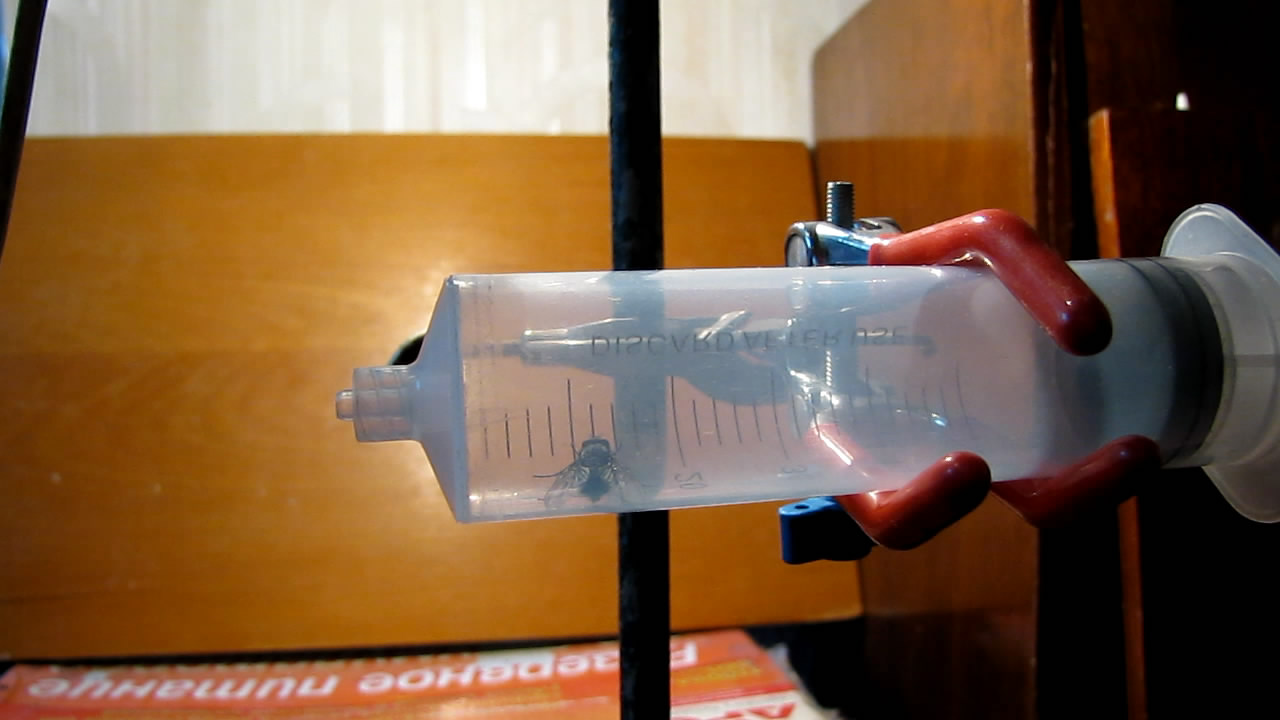   . Fly (insect) in vacuum