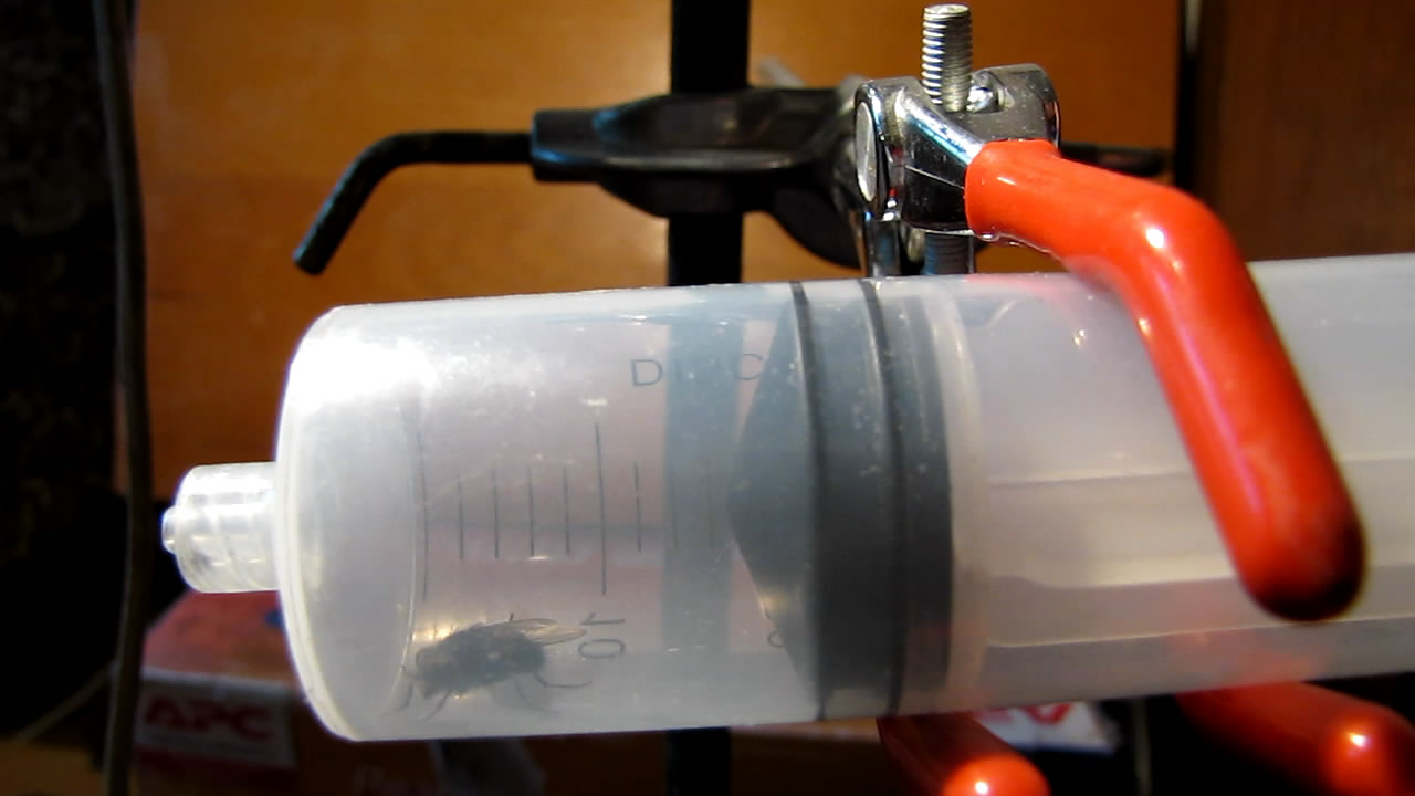   . Fly (insect) in vacuum