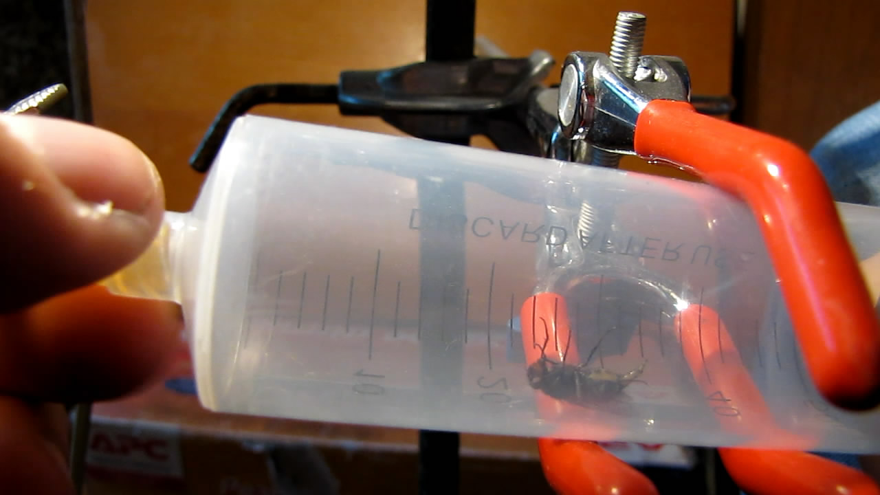   . Fly (insect) in vacuum