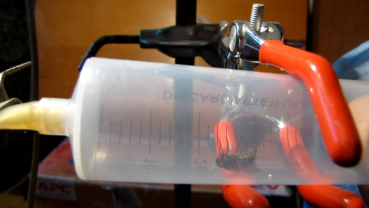   . Fly (insect) in vacuum