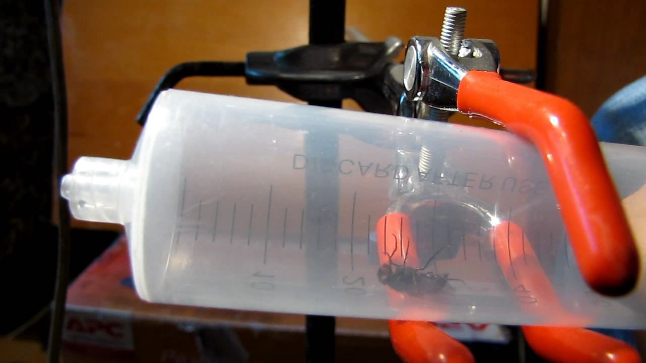   . Fly (insect) in vacuum