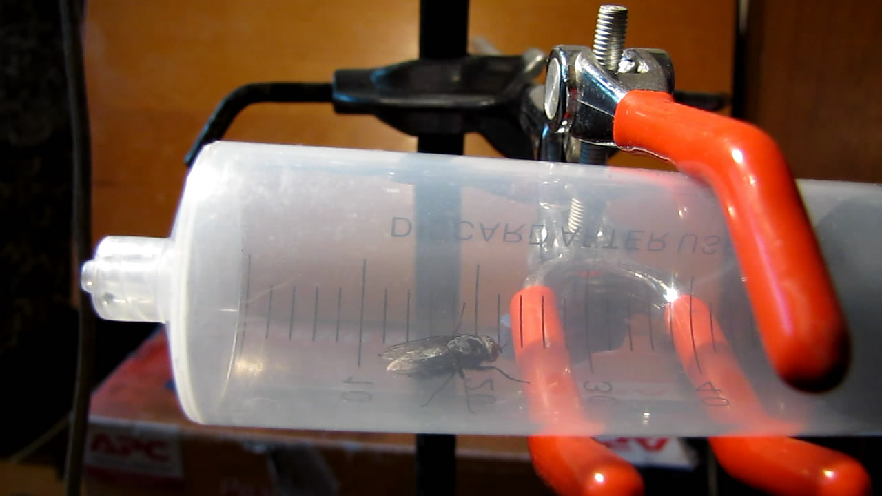   . Fly (insect) in vacuum