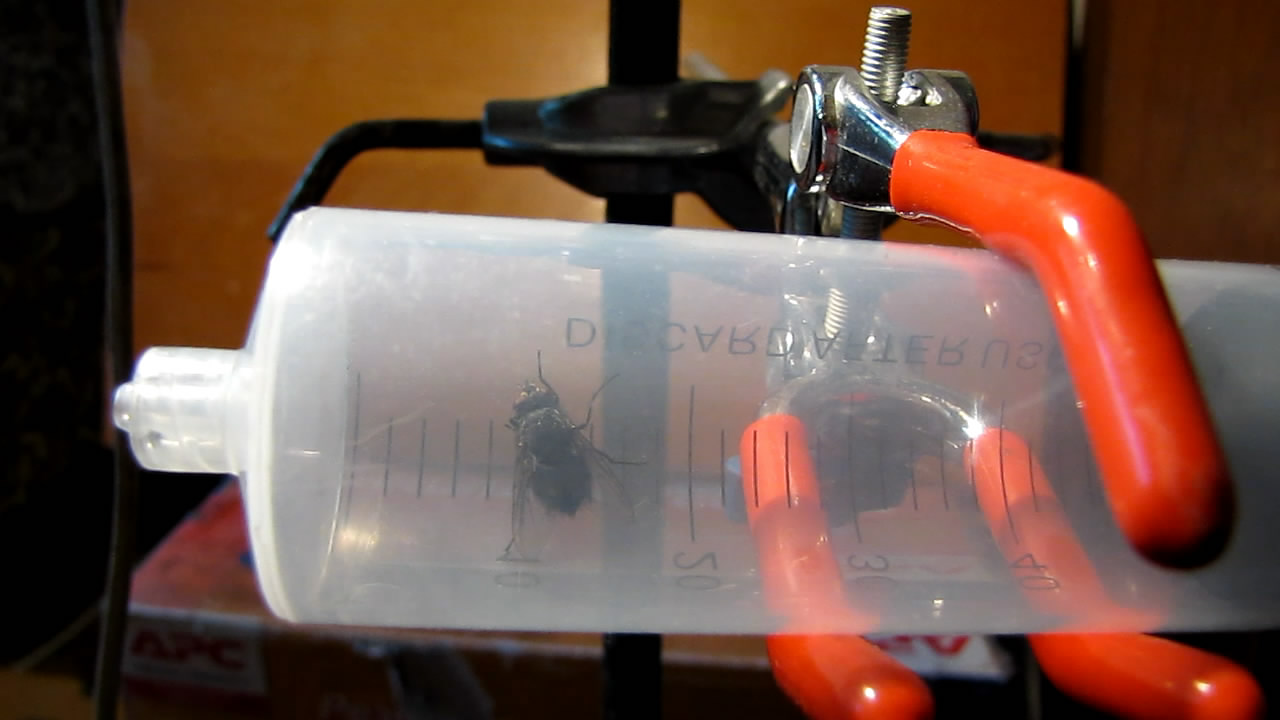  . Fly (insect) in vacuum