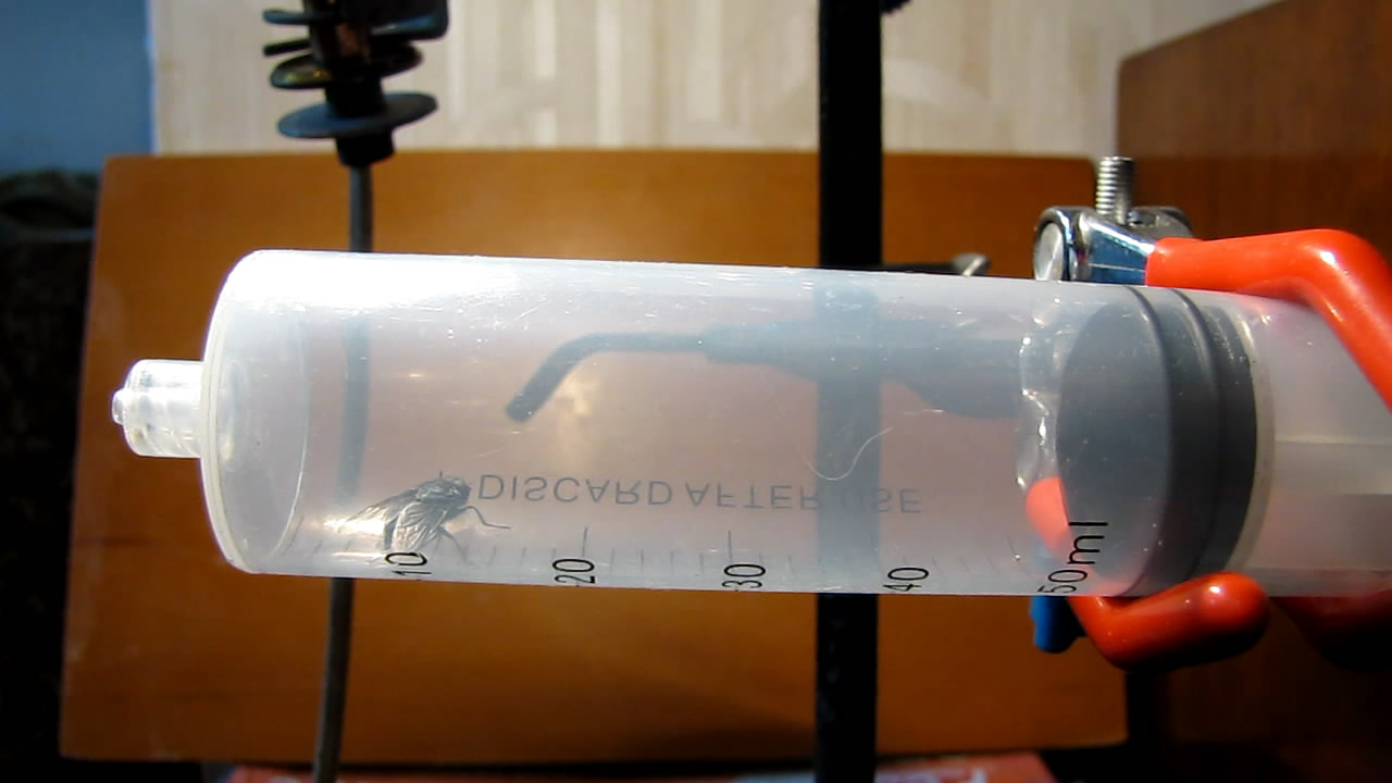   . Fly (insect) in vacuum