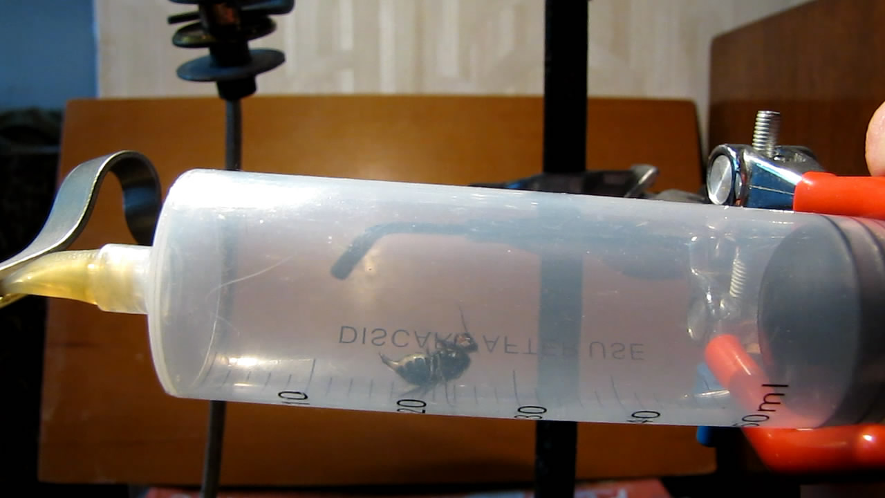   . Fly (insect) in vacuum